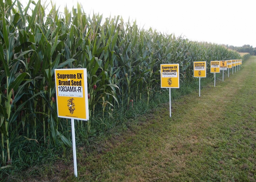 U.S leads in GMOs